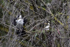 Microcarbo melanoleucos