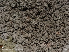 Phaeophyscia rubropulchra