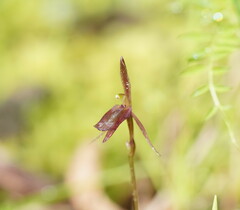 Cyrtostylis reniformis