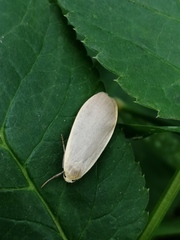Eilema griseola