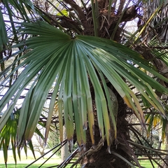 Trachycarpus