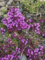 Thymus praecox britannicus