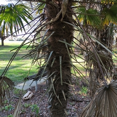 Trachycarpus