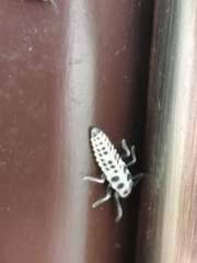 Calvia decemguttata