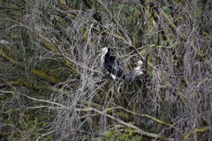 Microcarbo melanoleucos