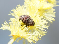 Curculionoidea