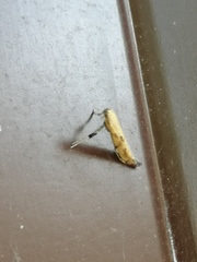 Caloptilia populetorum