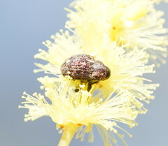 Curculionoidea