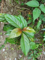 Mussaenda parviflora