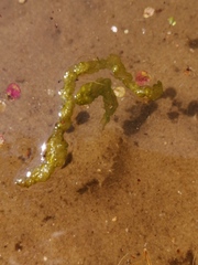 Ulva intestinalis