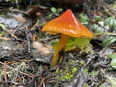 Hygrocybe conica