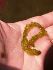 Ulva intestinalis