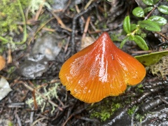 Hygrocybe conica