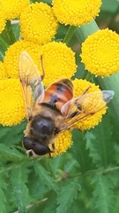 Eristalis tenax