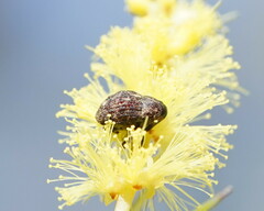Curculionoidea
