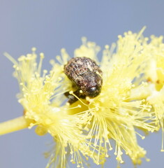 Curculionoidea