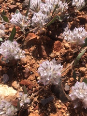 Ptilotus axillaris