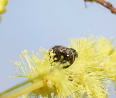 Curculionoidea