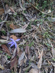 Glossodia major