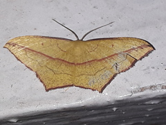 Timandra convectaria