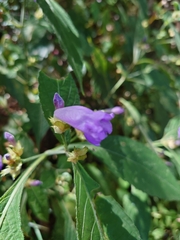 Strobilanthes formosana