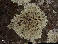 Xanthoparmelia conspersa