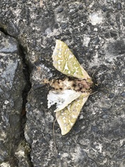 Aenetus virescens