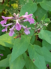 Stachys chamissonis