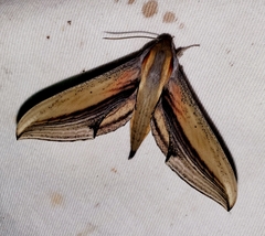 Xylophanes falco