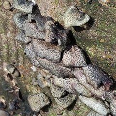 Agaricales