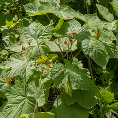 Rubus parviflorus
