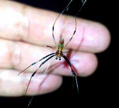 Trichonephila clavipes