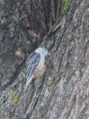 Sitta carolinensis