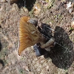 Agaricales