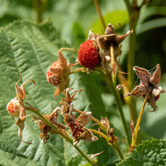 Rubus parviflorus