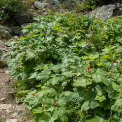 Rubus parviflorus