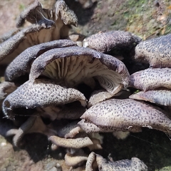 Agaricales