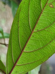 Mussaenda parviflora