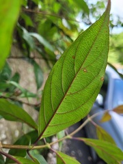 Mussaenda parviflora