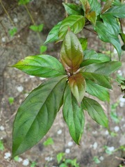 Mussaenda parviflora