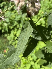 Eutrochium purpureum