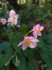 Begonia formosana