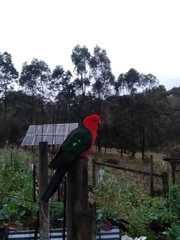 Alisterus scapularis