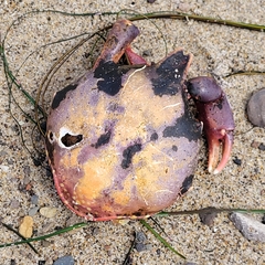 Taliepus nuttallii