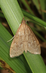 Saucrobotys futilalis