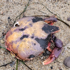 Taliepus nuttallii