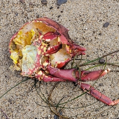 Taliepus nuttallii