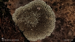 Xanthoparmelia conspersa