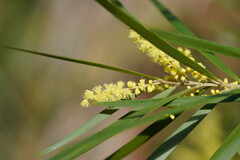 Acacia floribunda