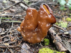 Gyromitra
